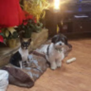 Meet your Posher, Bella